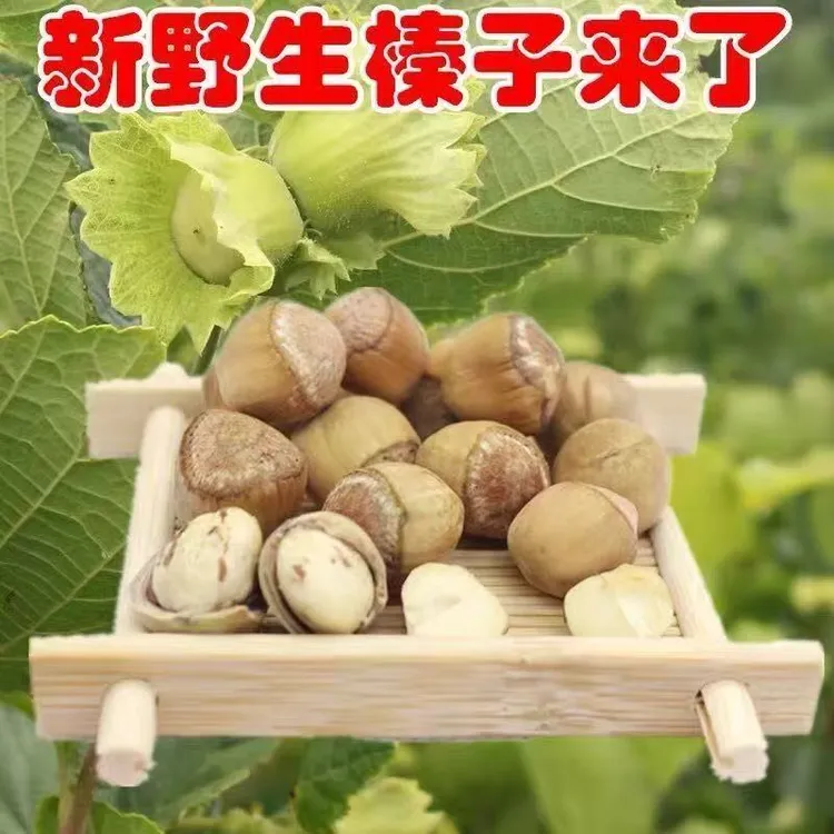 东北野生大榛子大绿皮现摘现发香脆口感达维品种