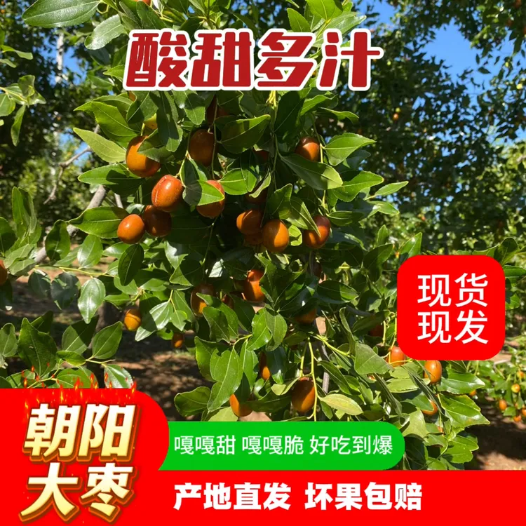 朝阳孙家湾大枣平顶枣儿时味道酸甜可口水果鲜枣一年一次尝鲜季脆