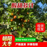 朝阳孙家湾大枣平顶枣儿时味道酸甜可口水果鲜枣一年一次尝鲜季脆