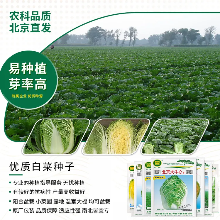 【农科院京研】各种大白菜种子秋播种子黄心白菜冬储白菜种子专用