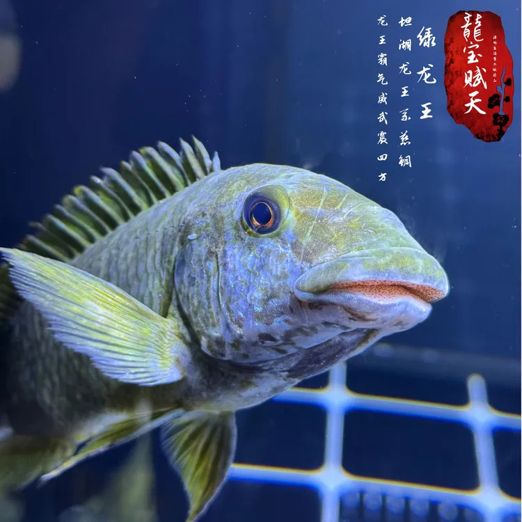 三湖龙王慈鲷 野生绿龙王慈鲷鱼 三湖慈鲷热带观赏鱼
