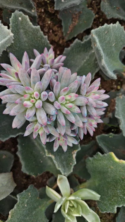 正版群生虞美人6-8头 砍头无根 美人系多肉植物嫁接