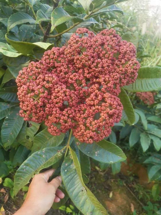 棰油子垂油籽吴茱萸牛瘪香料农家香料鲜货一斤