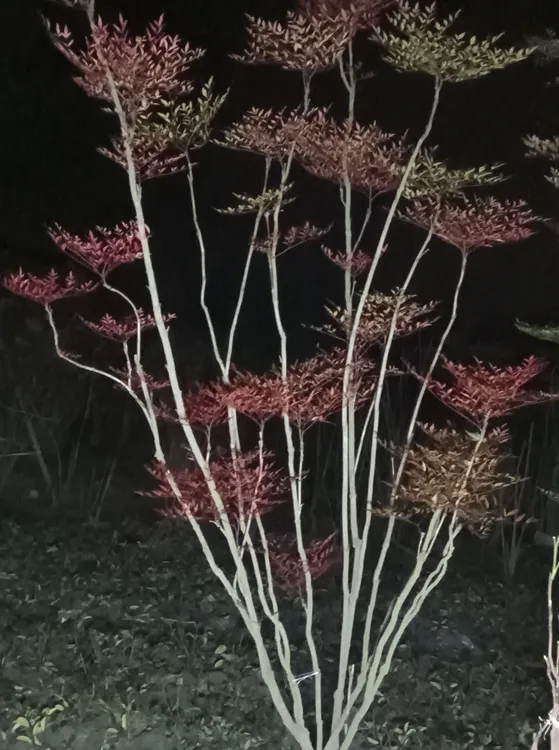 火焰南天竹老桩庭院景观树