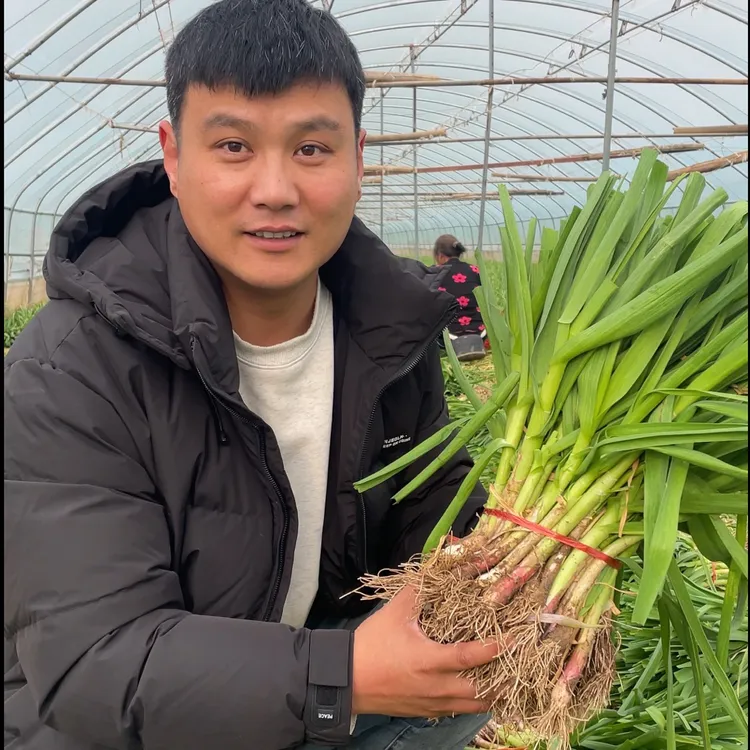 (无蓝帆)新鲜红根蒜苗农家批发自种现挖带泥3斤/5斤河南红根蒜苗