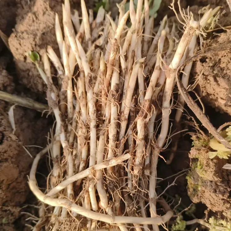 重庆石柱高山新鲜嫩尖节二根，自挖自发