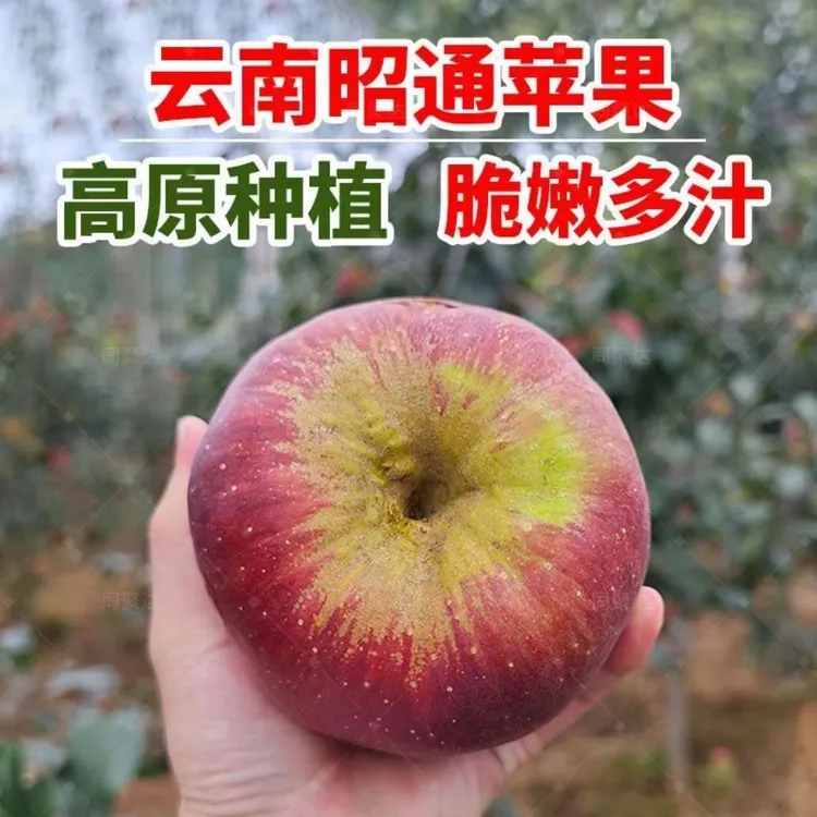 云南正宗应季红苹果昭通冰糖心丑苹果新鲜大凉山脆甜水果产地直发