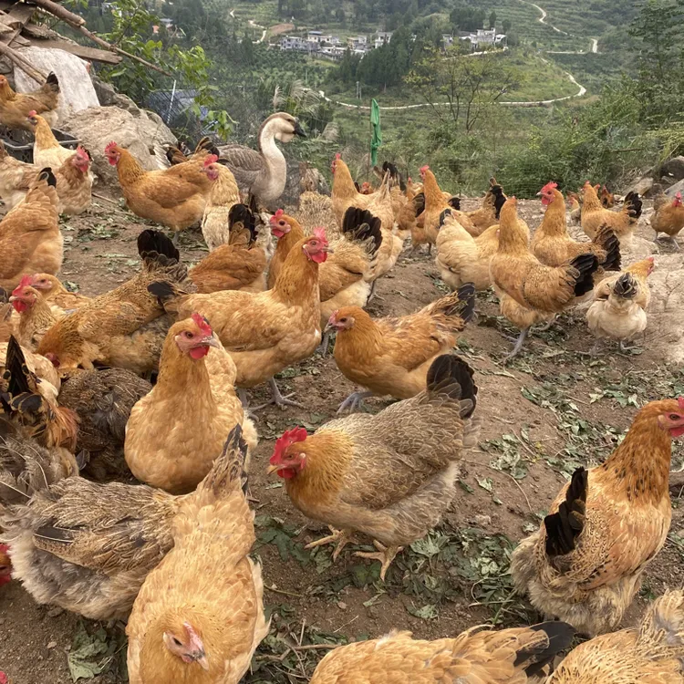 贵州高山放养现宰新鲜土鸡3-4斤一只包邮