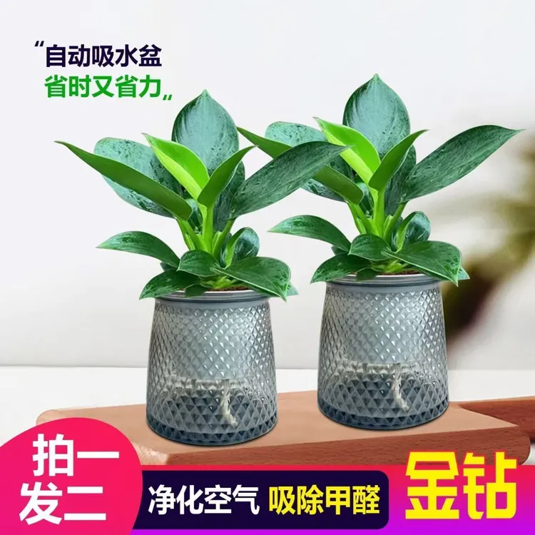 吸甲醛植物金钻绿公主盆栽办室内四季常青净化空气客厅花卉水土培