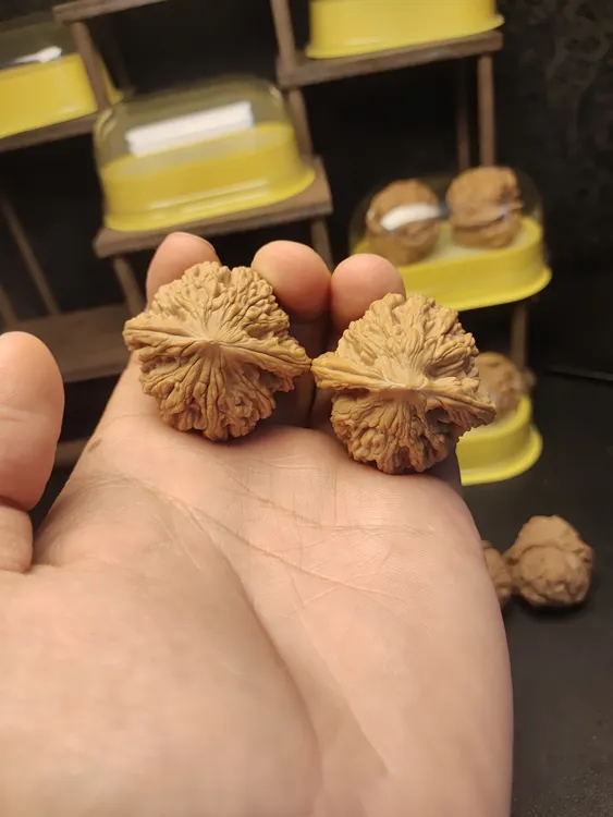 文玩核桃全品麦穗虎头未打底
