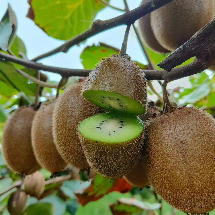 陕西周至翠香猕猴桃新鲜绿心奇异果香甜多汁应季水果