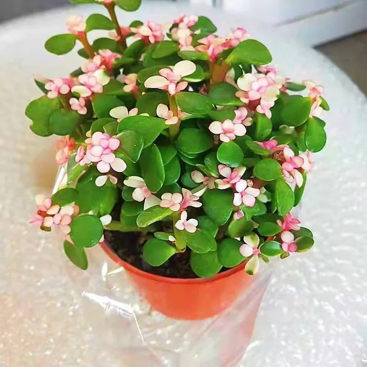 新金枝玉叶盆栽老桩造型多肉粉色植物好养绿植肉肉花卉雅乐之舞好