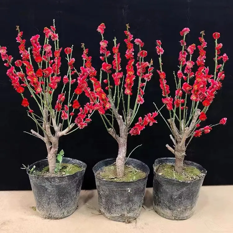 耐寒带花苞梅花盆栽老桩红梅绿梅素心腊梅室内外花卉植物