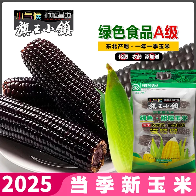 旗王小镇黑甜糯玉米2025头茬绿色A级鲜嫩加热香甜玉米黑玉米甜糯