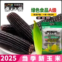 旗王小镇黑甜糯玉米2025头茬绿色A级鲜嫩加热香甜玉米黑玉米甜糯