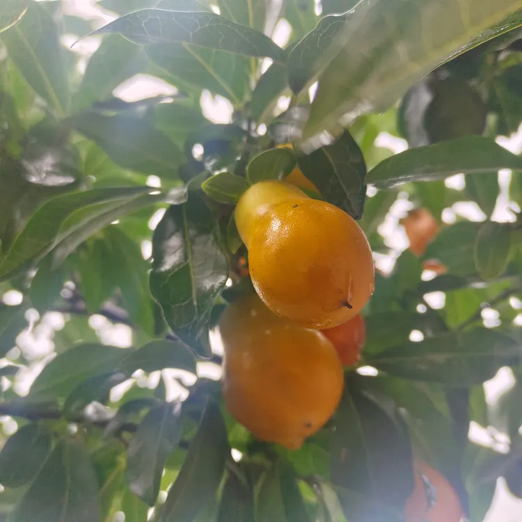 金弹子果子葫芦果柿饼果随机发5到6颗发货建议有黑点的不要拍