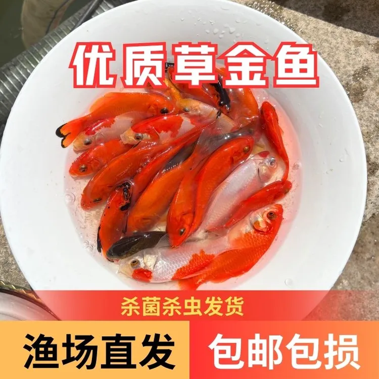 【活体】优质耐活草金鱼6-12厘米观赏鱼淡水鱼渔场直发