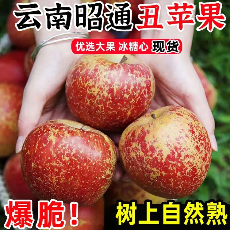 云南昭通苹果冰糖心农家果园现摘丑苹果脆甜多汁送礼特大果5/10斤