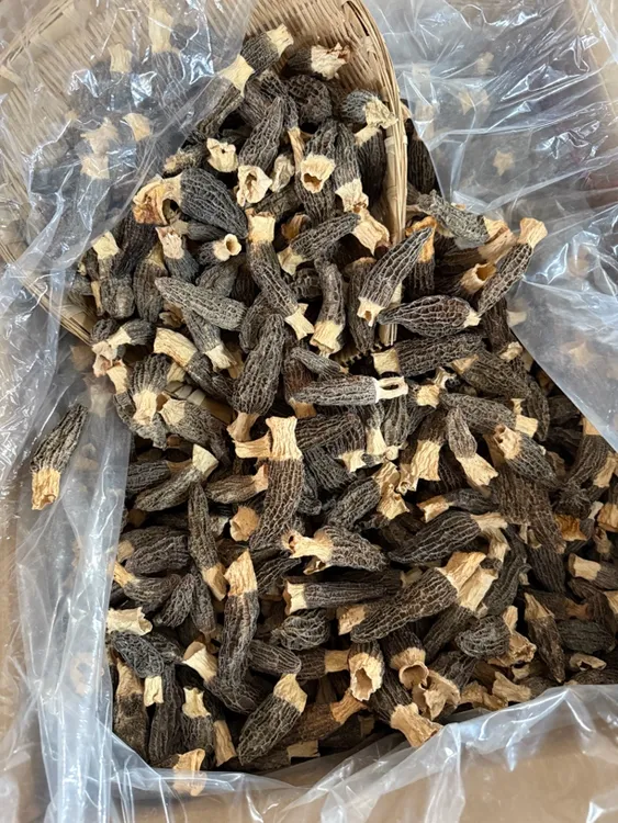 云南农家种植羊肚菌