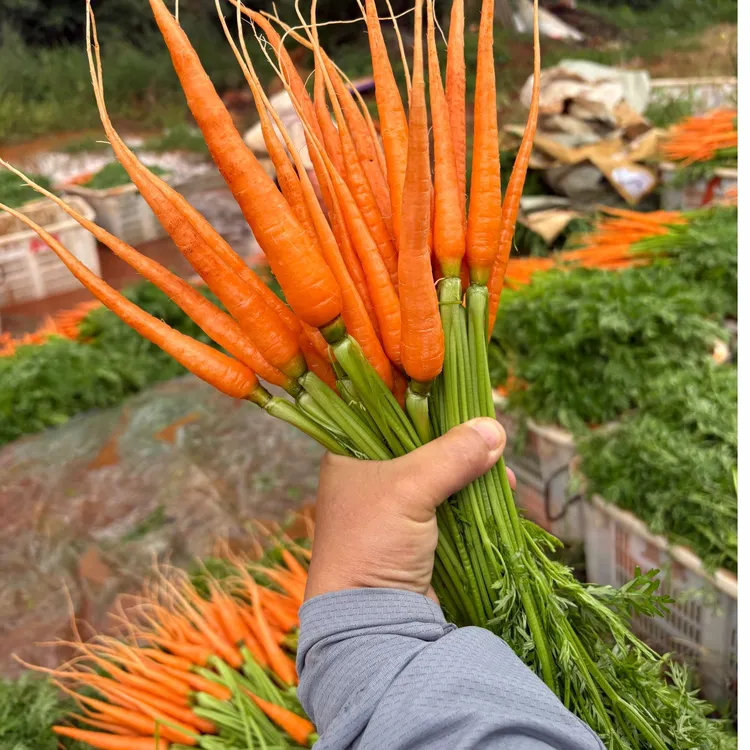 新鲜手指萝卜水果胡萝卜口感香甜适合宝宝辅食的健康蔬菜轻食生吃