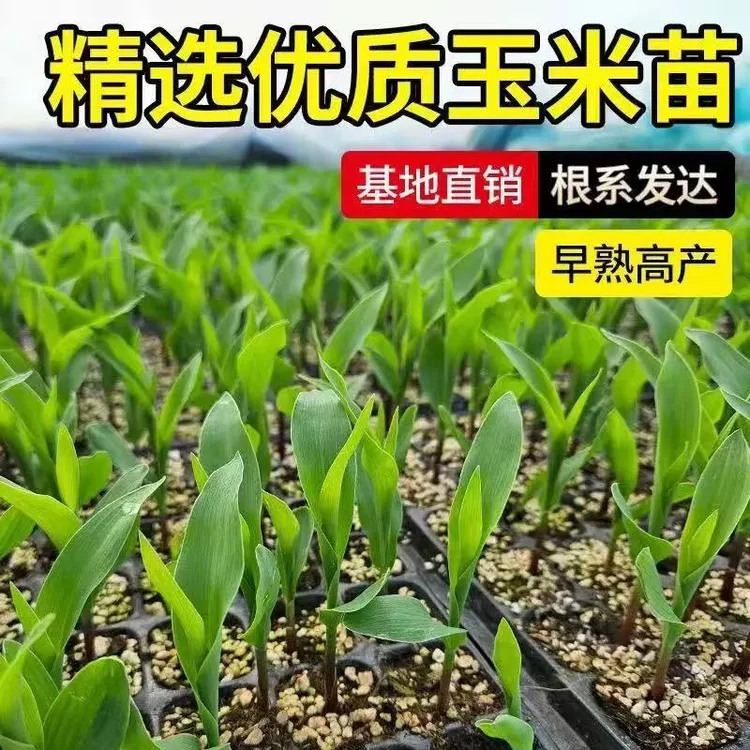 高产玉米苗水果玉米黄玉米甜糯玉米早熟田地种植玉米苗香糯黏玉米