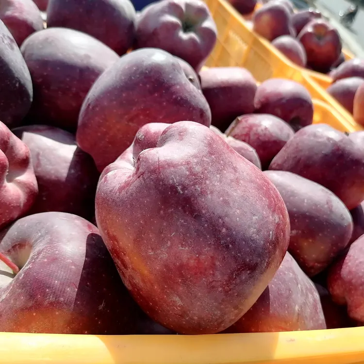 精品花牛苹果甘肃天水果香浓郁营养丰富可脆可面老少皆宜甘肃苹果