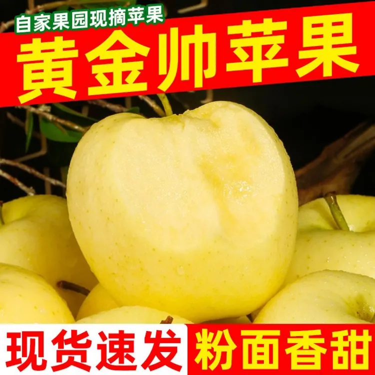 正宗黄元帅苹果粉面沙甜刮泥产地直销