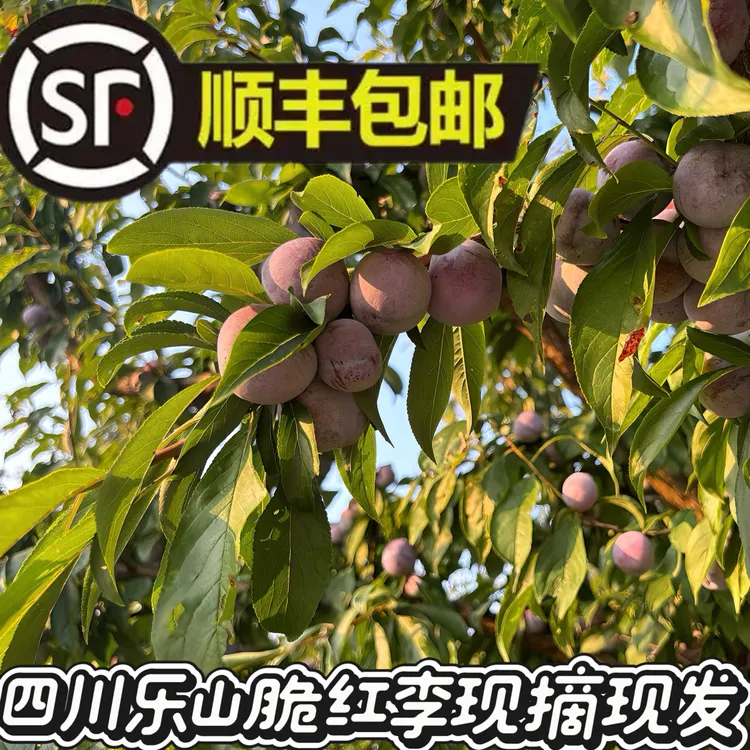 【顺丰包邮】四川乐山脆红李、新鲜应季水果脱骨脆甜多汁夏季美味