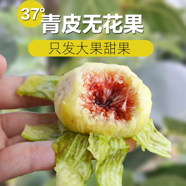 【顺丰空运买2斤送1斤】威海无花果现摘老树青皮无花果应季新鲜水果