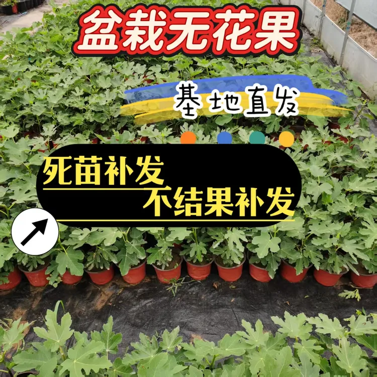 盆栽果树大果无花果金傲芬波姬红紫色波尔多盆栽地栽南北方种植