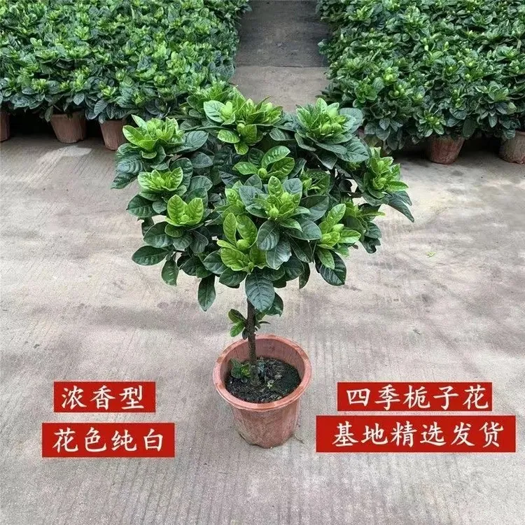 栀子花盆栽带花苞四季开花卉香味大叶牡丹重瓣好养花卉驱蚊阳台养