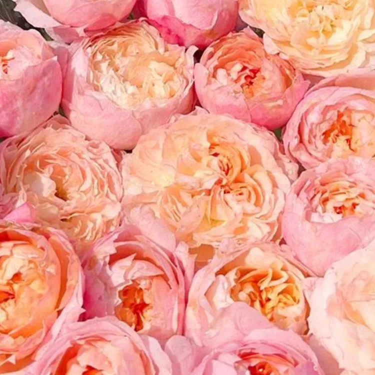 盈盈粉月季 天狼月季 自育庭院花园盆栽苗