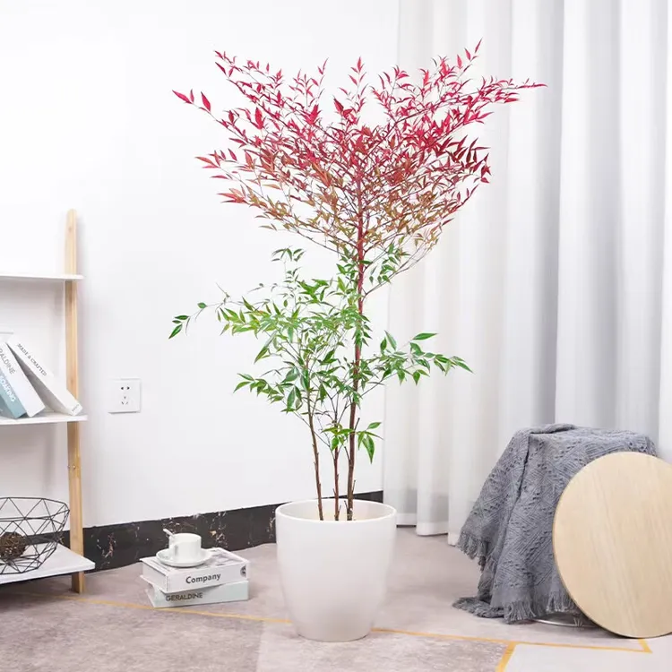 精品南天竹水培土培基地直发