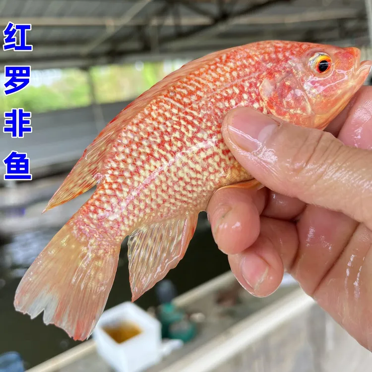 红罗非鱼彩虹鲷鱼红罗非鱼鱼罗非鱼宠物活鱼彩虹鲷鱼观赏鱼