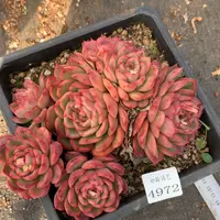 4972杂交多肉植物