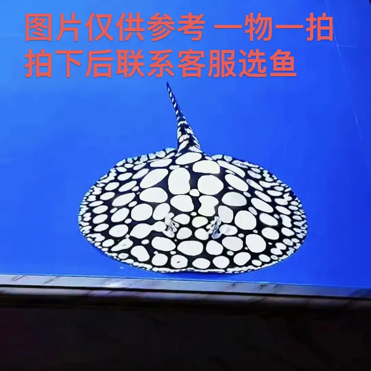 5888黑白皇冠魟鱼活体热带大型观赏鱼淡水（一物一拍）图片仅供参考