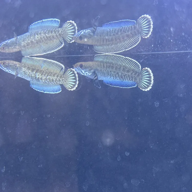 山铭雷龙鱼直播间专拍