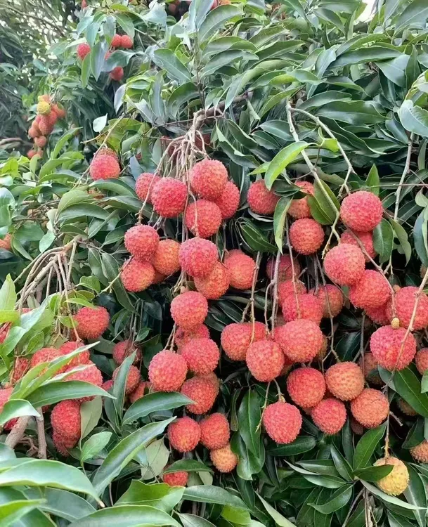 惠州沥林企岭荔枝（桂味）顺丰冷链