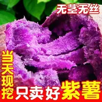 新鲜沙地紫薯软糯香甜农家现挖健康粗粮早餐