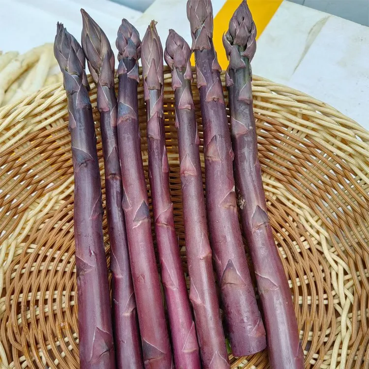 新鲜芦笋紫白芦笋现挖现发芦笋新鲜蔬菜芦笋大量供应高档酒店餐厅