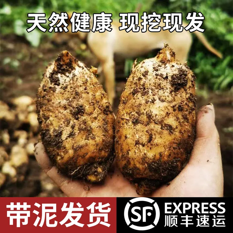 云贵高海拔乌天麻小草坝新鲜天麻大山仿野生三年种植手工炖鸡煲汤