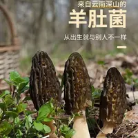 羊肚菌干货高山新鲜干羊肚菌批发干货食用菌煲汤20颗