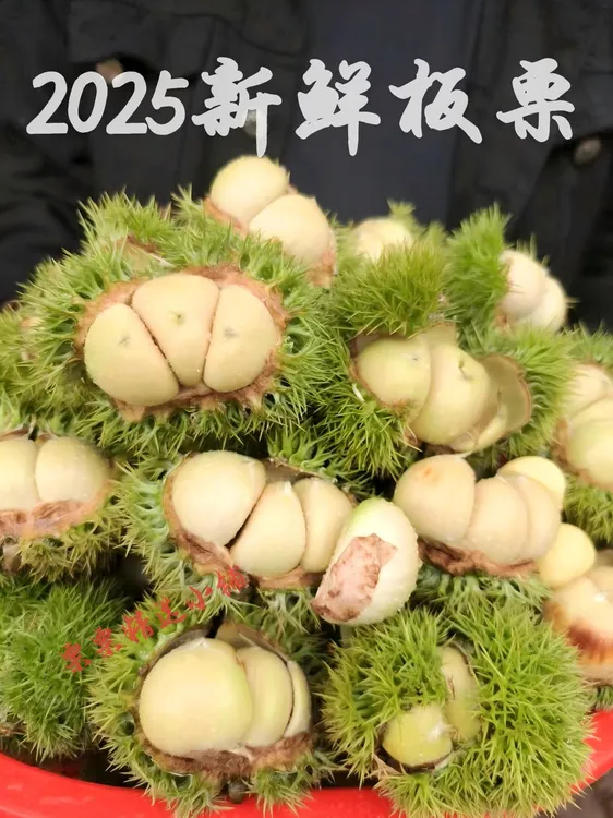 【嫩板栗】云南新鲜白壳生板栗带刺壳现摘现发脆甜可口