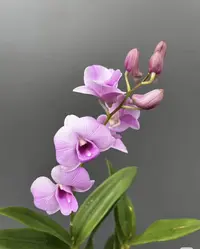 安娜【秋石斛】粉色爆花好养花期长室内阳台植物 云南鲜花绿植