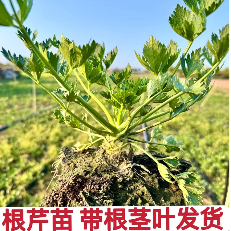根芹苗 带根带茎带叶发货花盆小院家庭种植