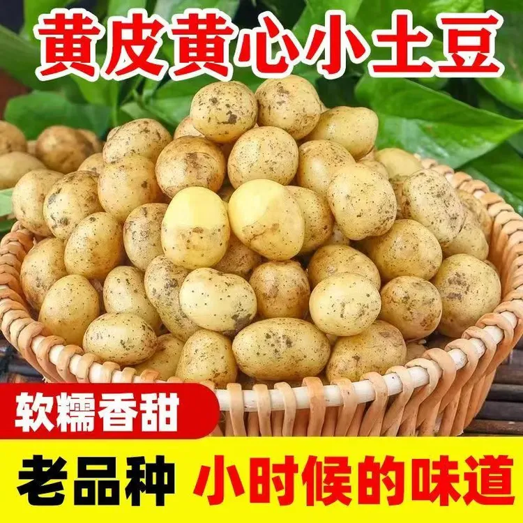 恩施黄皮黄心小土豆迷你5斤现挖现发新鲜马铃薯洋芋蔬菜