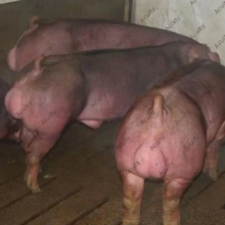 美系杜洛克种公猪精(进口基因育种级杜洛克猪)