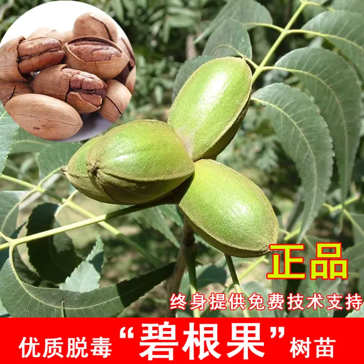 美国碧根果核桃树苗嫁接长寿果核桃苗盆栽地载南方北方种当年结果