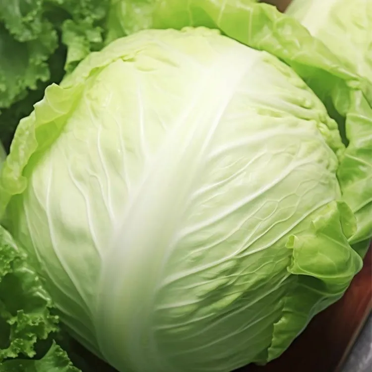 【助农5斤铁头包菜】菜耐寒春秋四季蔬菜包包白甘蓝包菜白卷心菜