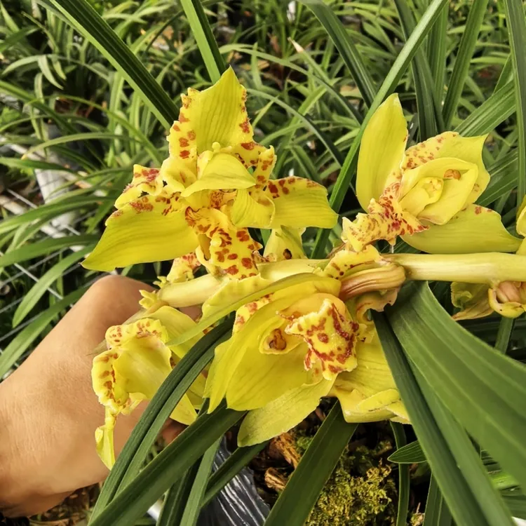 浓香蕙兰蝶花随州耐寒耐热奇花荷瓣木纹草九节兰带花苞好养易活
